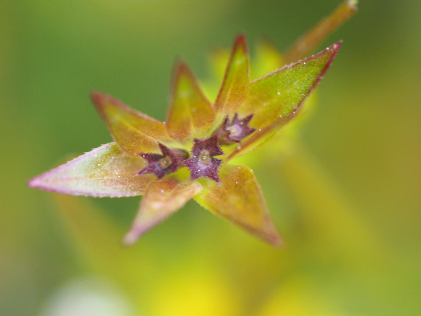 Field Madder fruit